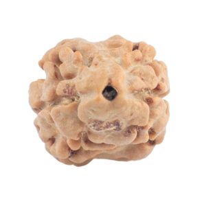 2 Mukhi Rudraksha 19.2mm 1.35gm - Rudraksha