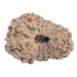 18 Mukhi Rudraksha 25.9mm 2.93gm - Rudraksha