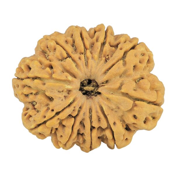 10 Mukhi Rudraksha 33.9mm 8.44gm - Rudraksha