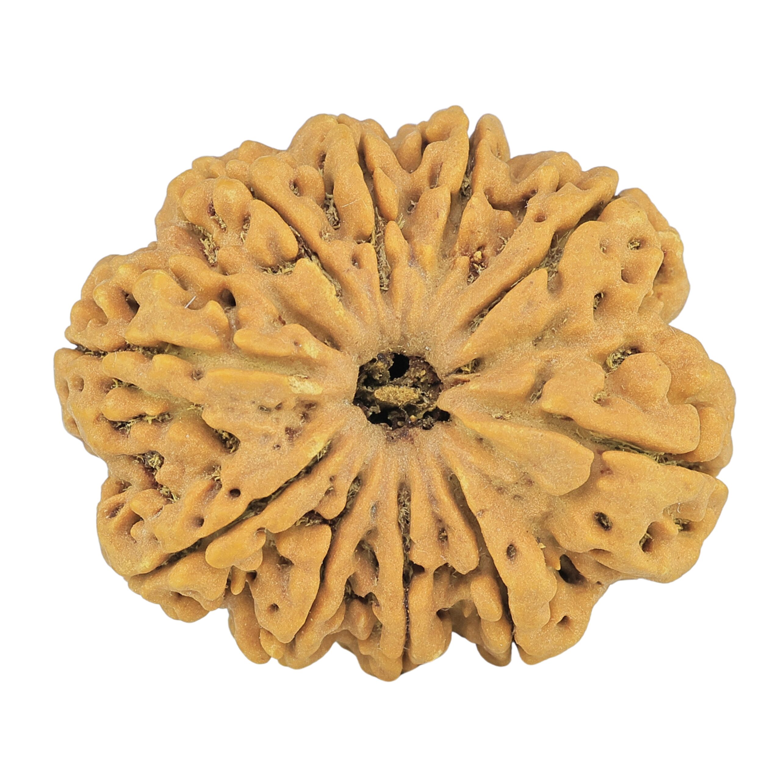 10 Mukhi Rudraksha 33.9mm 8.44gm - Rudraksha