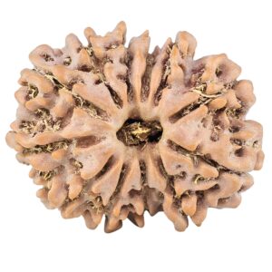 12 Mukhi Rudraksha 25.8mm 4.02gm - Rudraksha
