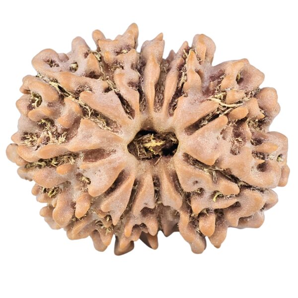 12 Mukhi Rudraksha 25.8mm 4.02gm - Rudraksha