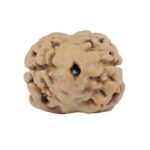 2 Mukhi Rudraksha 17.7mm 1.19gm - Rudraksha