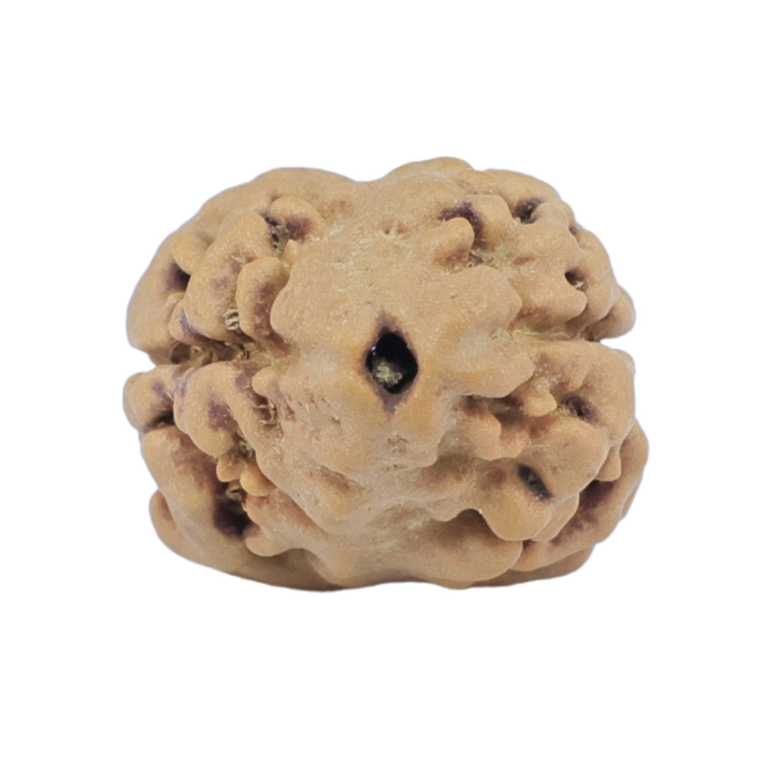 2 Mukhi Rudraksha 17.7mm 1.19gm - Rudraksha