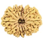 12 Mukhi Rudraksha 36.7mm 7gm - Rudraksha