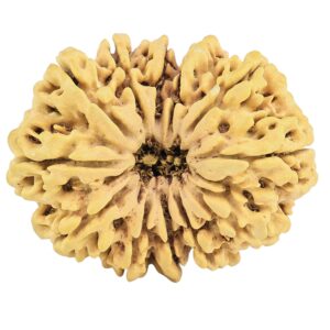 12 Mukhi Rudraksha 36.7mm 7gm - Rudraksha