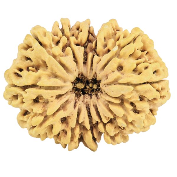 12 Mukhi Rudraksha 36.7mm 7gm - Rudraksha
