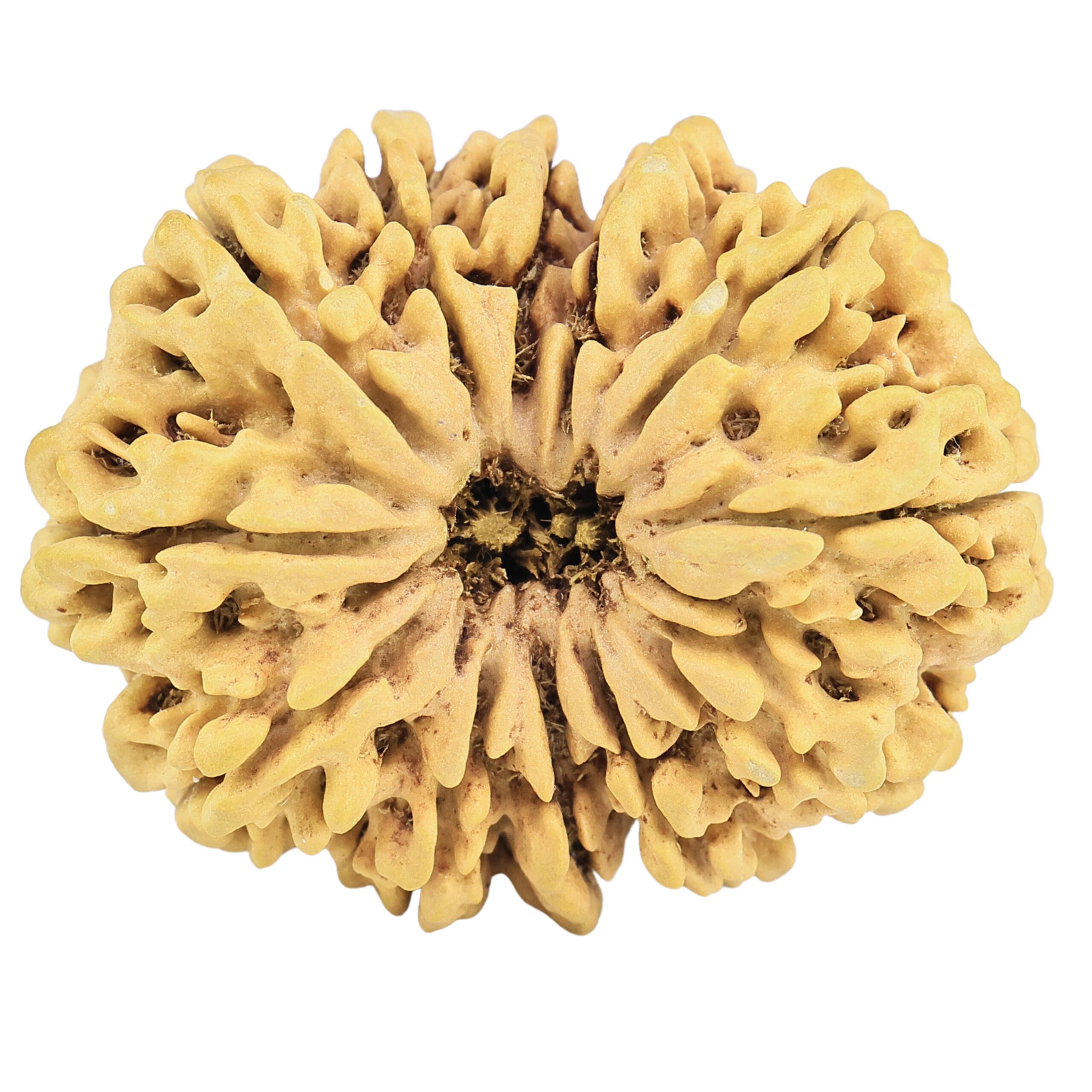 12 Mukhi Rudraksha 36.7mm 7gm - Rudraksha