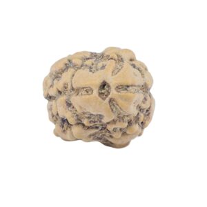 2 Mukhi Rudraksha 21.9mm 1.66gm - Rudraksha