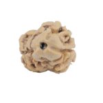 2 Mukhi Rudraksha 24.1mm 1.78gm - Rudraksha