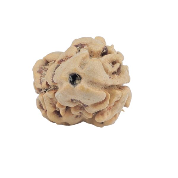 2 Mukhi Rudraksha 24.1mm 1.78gm - Rudraksha