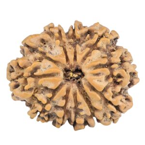 11 Mukhi Rudraksha 25.3mm 3.56gm - Rudraksha