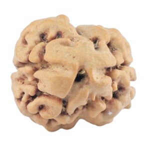 2 Mukhi Rudraksha 21.3mm 2.08gm - Rudraksha