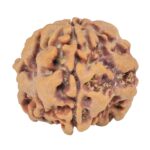 1MK(Underdeveloped) 21.4mm 3.18gm - Rudraksha