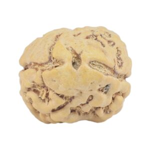 2 Mukhi Rudraksha 22.5mm 2.26gm - Rudraksha