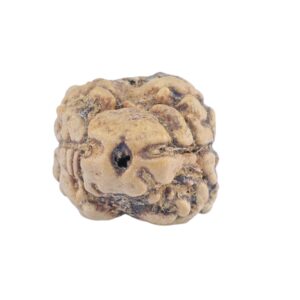 2 Mukhi Rudraksha 22.3mm 1.81gm - Rudraksha