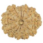 11 Mukhi Rudraksha 22.2mm 2.9gm - Rudraksha