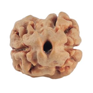 2 Mukhi Rudraksha 19.9mm 1.46gm - Rudraksha