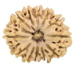 12 Mukhi Rudraksha 33.1mm 6.64gm - Rudraksha