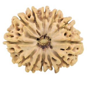 12 Mukhi Rudraksha 33.1mm 6.64gm - Rudraksha