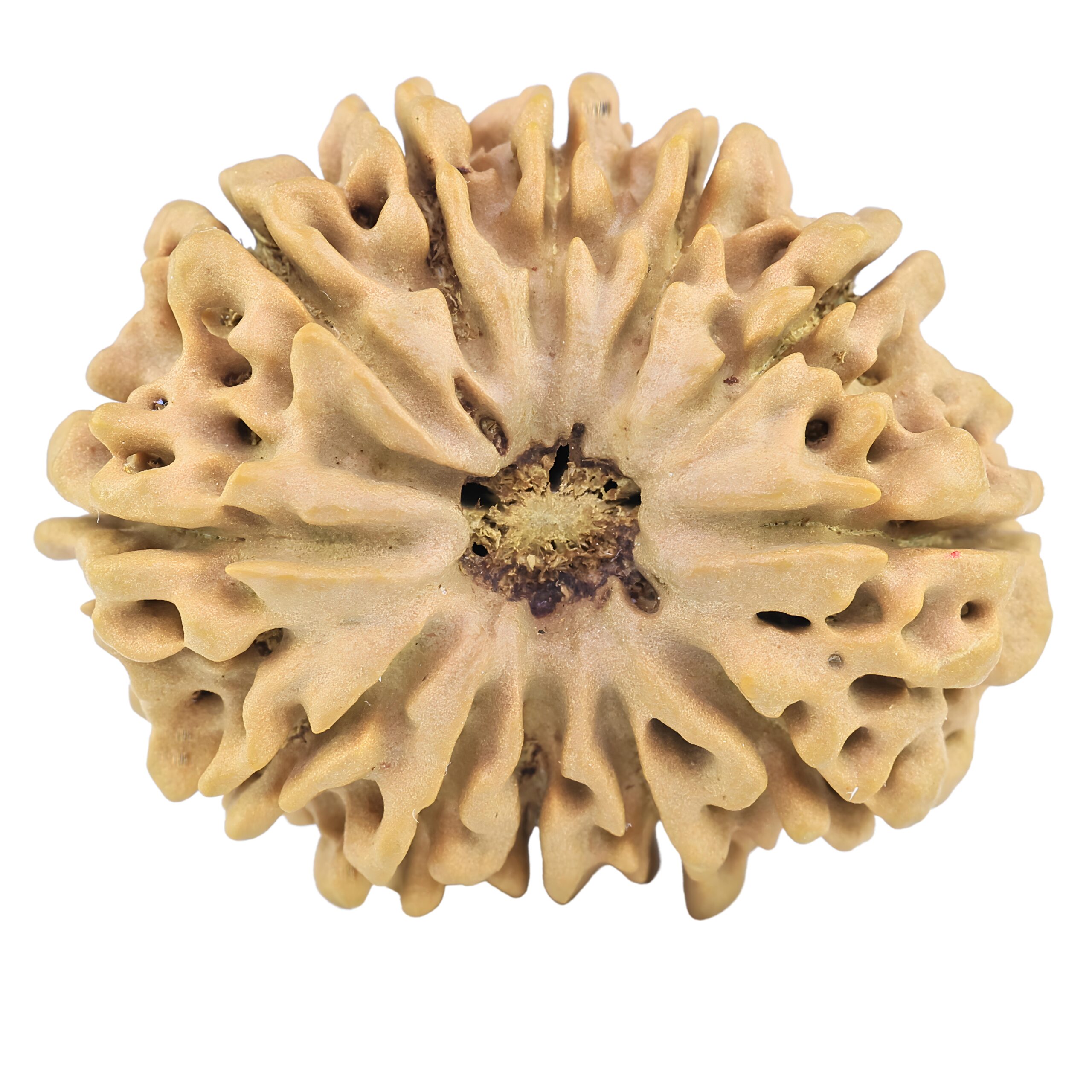 12 Mukhi Rudraksha 33.1mm 6.64gm - Rudraksha