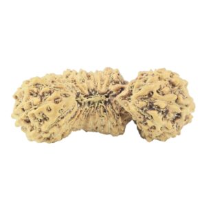 25 Mukhi Gaurishankar 26.3mm 1.63gm - Rudraksha