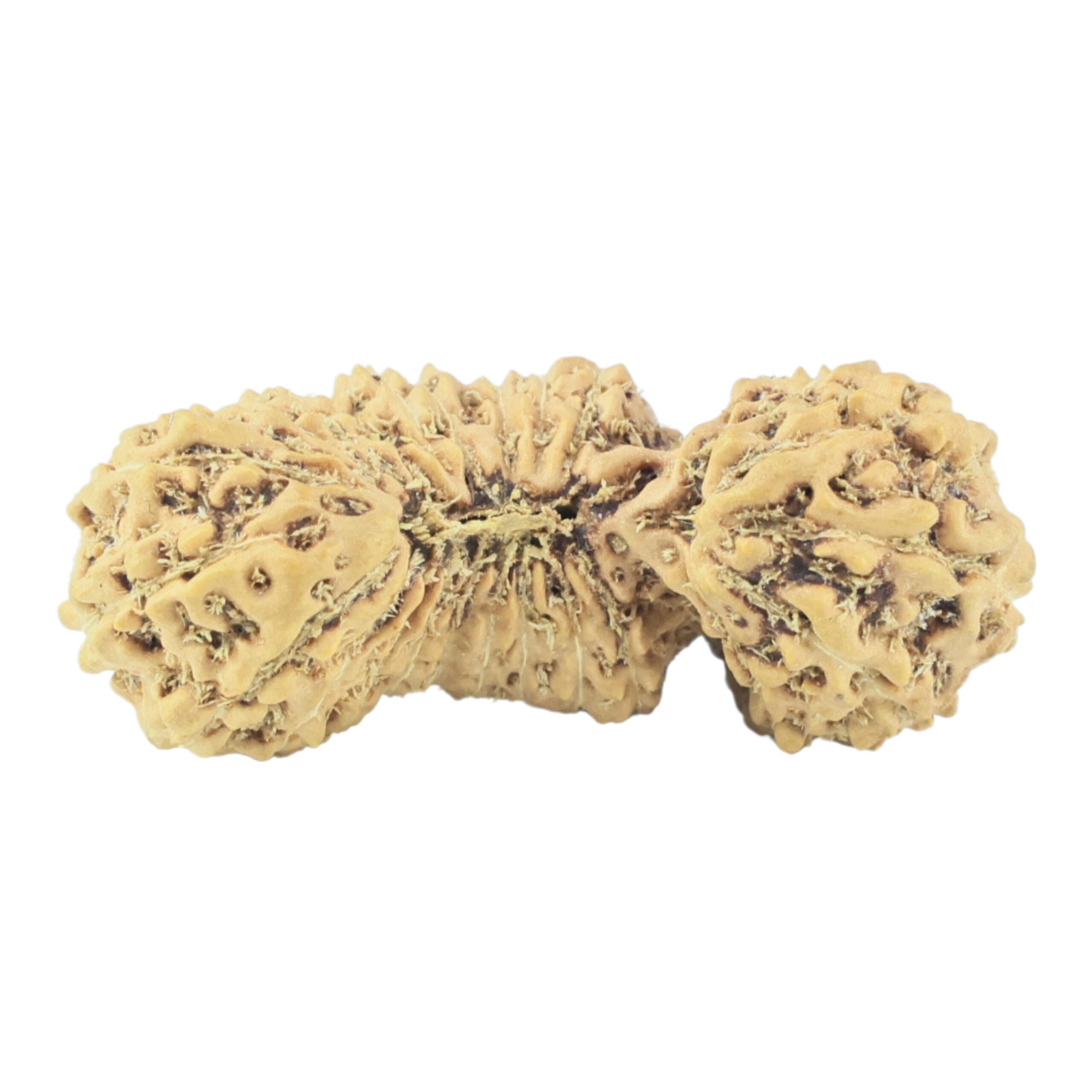 25 Mukhi Gaurishankar 26.3mm 1.63gm - Rudraksha