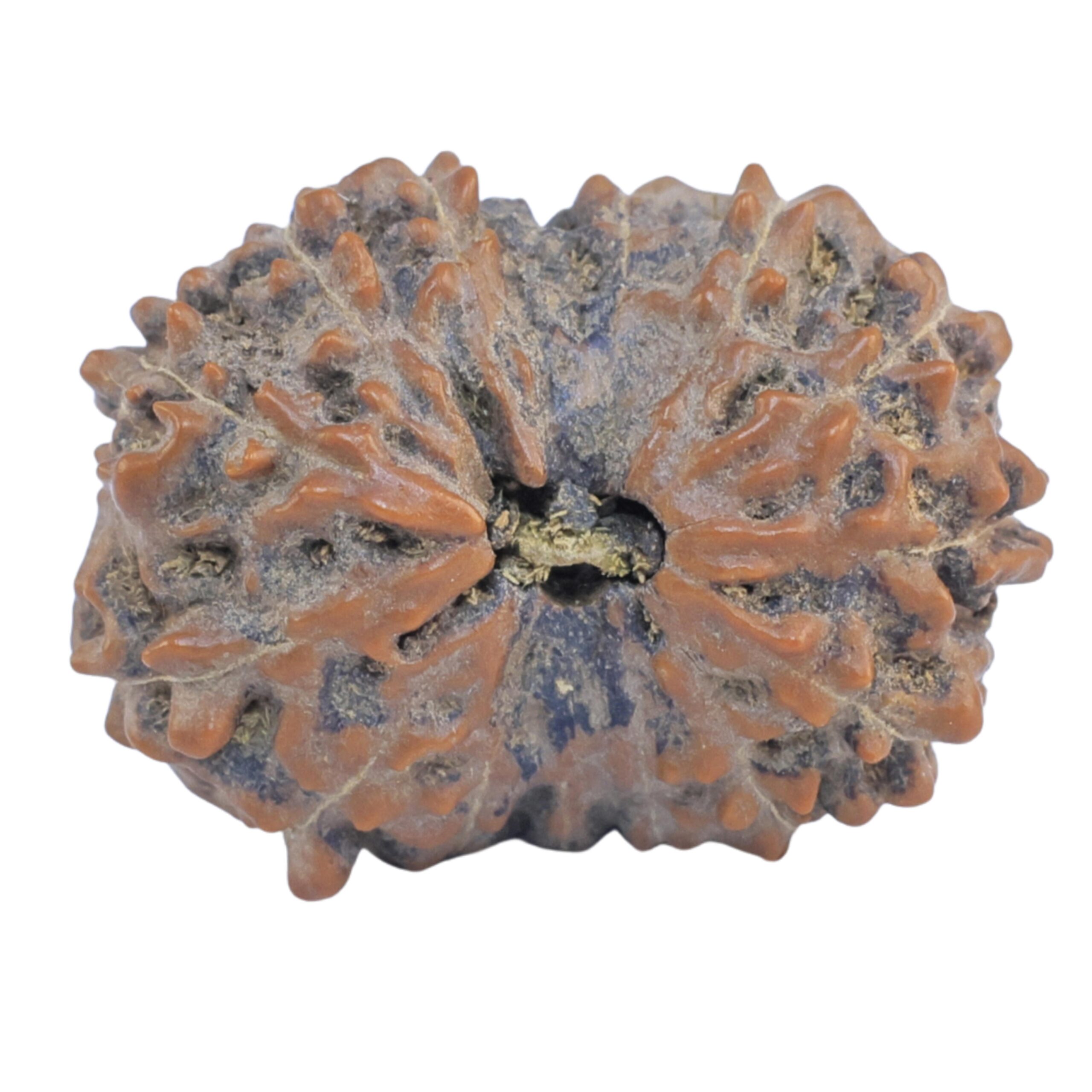 15 Mukhi Rudraksha 22.1mm 2.74gm - Rudraksha