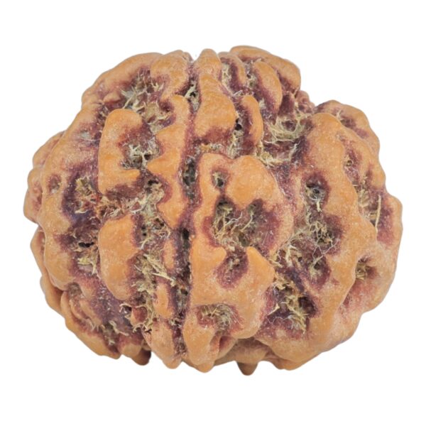 1MK(Underdeveloped) 22.8mm 4gm - Rudraksha