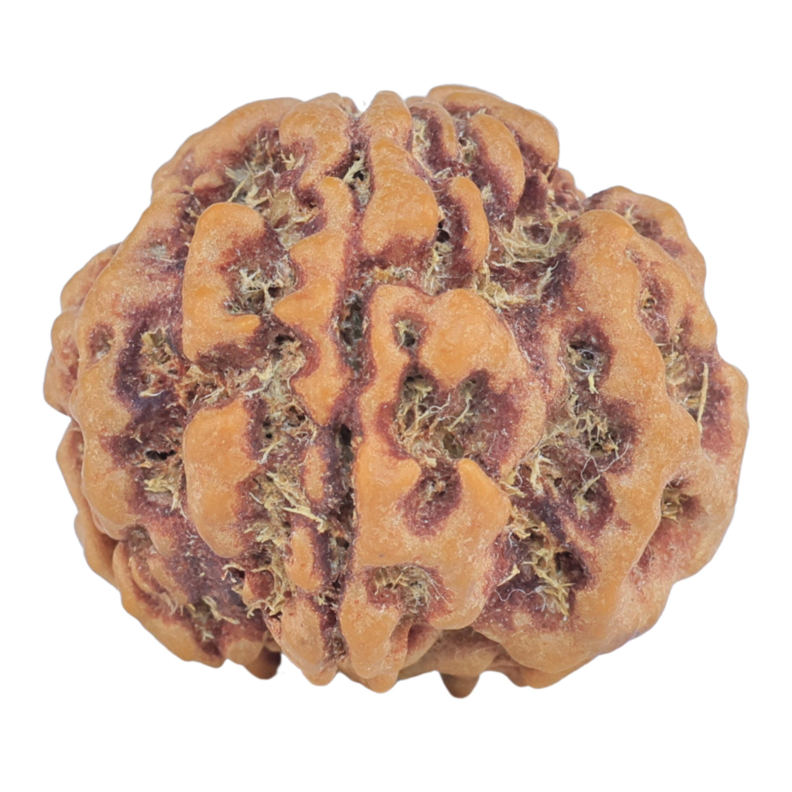 1MK(Underdeveloped) 22.8mm 4gm - Rudraksha