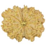 12 Mukhi Rudraksha 21.3mm 2.48gm - Rudraksha
