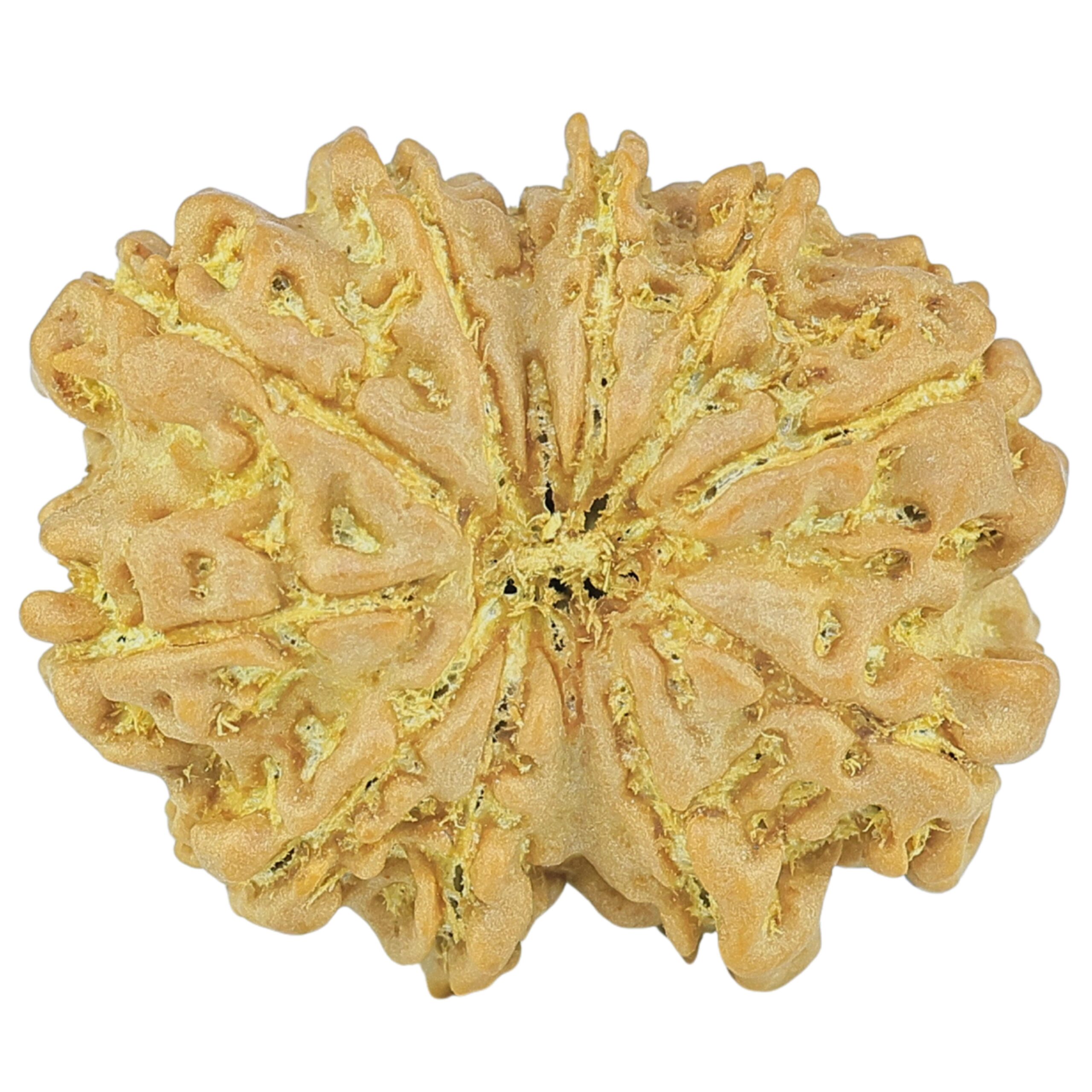 12 Mukhi Rudraksha 21.3mm 2.48gm - Rudraksha