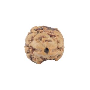 2 Mukhi Rudraksha 20.4mm 1.06gm - Rudraksha