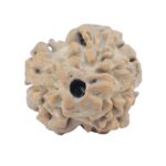 2 Mukhi Rudraksha 17.5mm 1.33gm - Rudraksha