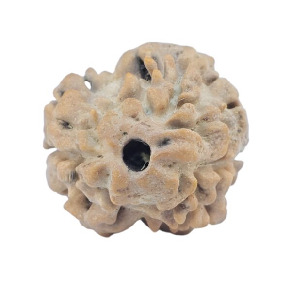 2 Mukhi Rudraksha 17.5mm 1.33gm - Rudraksha