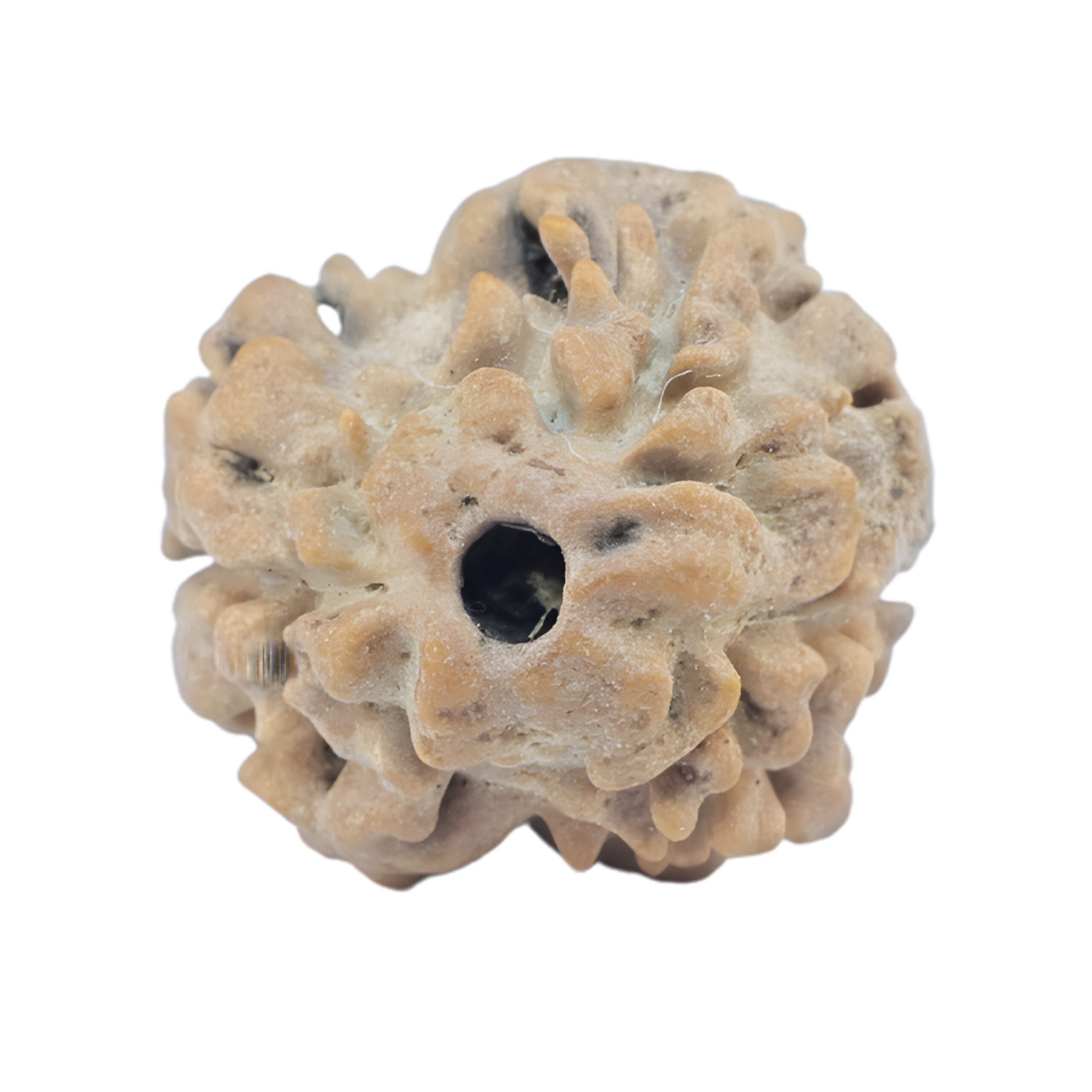 2 Mukhi Rudraksha 17.5mm 1.33gm - Rudraksha