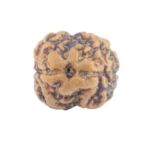 2 Mukhi Rudraksha 20.9mm 2gm - Rudraksha