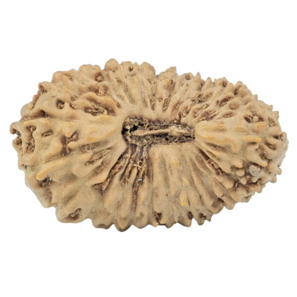 27 Mukhi Rudraksha 19.8mm 1.19gm - Rudraksha