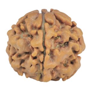 1MK(Underdeveloped) 21.2mm 3.3gm - Rudraksha