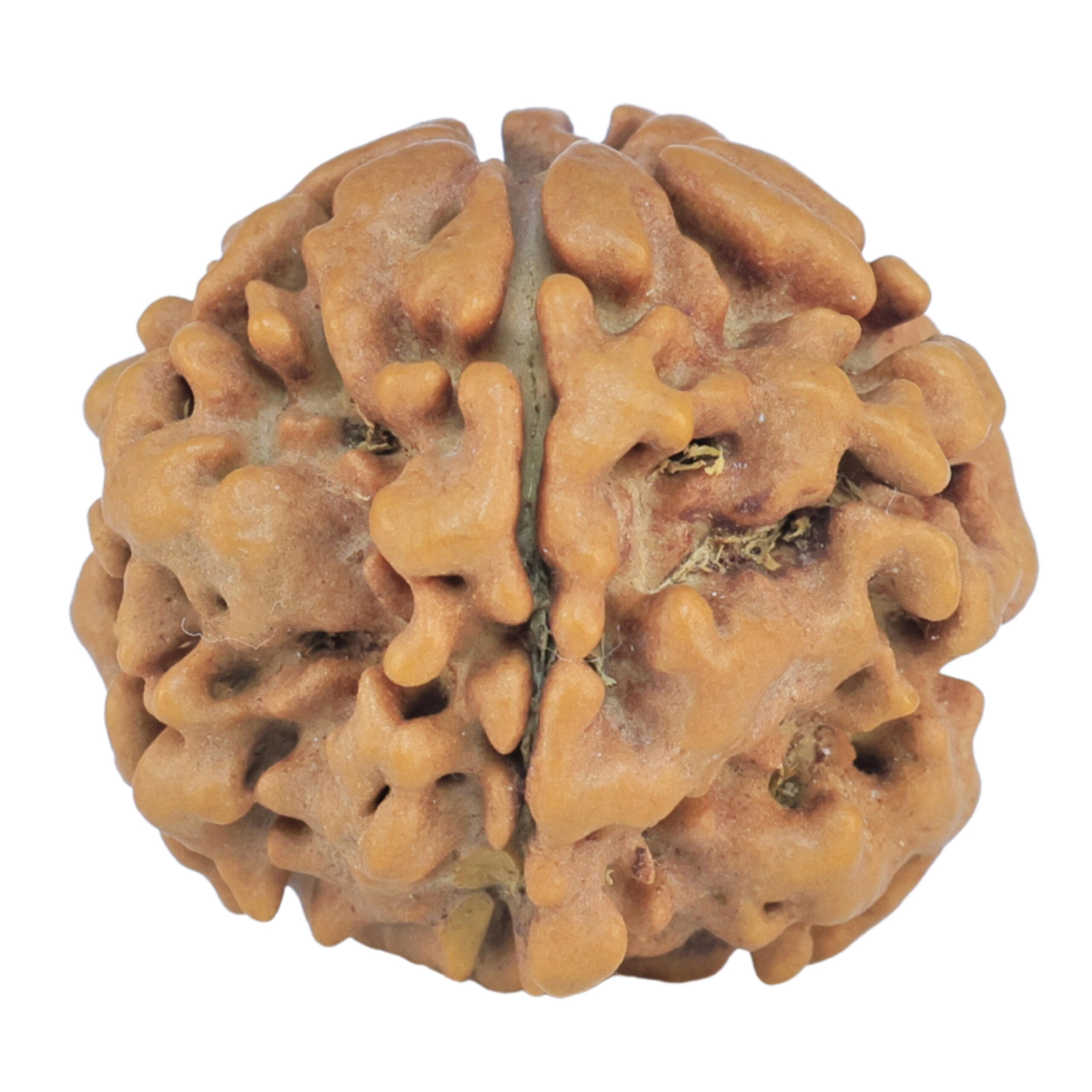1MK(Underdeveloped) 21.2mm 3.3gm - Rudraksha