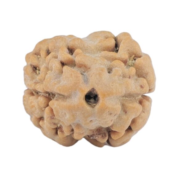 2 Mukhi Rudraksha 17.6mm 1.37gm - Rudraksha