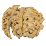 Sawar/Ganesh (5+1) 22.4mm 2.37gm - Rudraksha