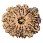 12 Mukhi Ganesh 23.9mm 3.08gm - Rudraksha