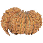 Sawar/Ganesh (14+1) 23.6mm 2.28gm - Rudraksha