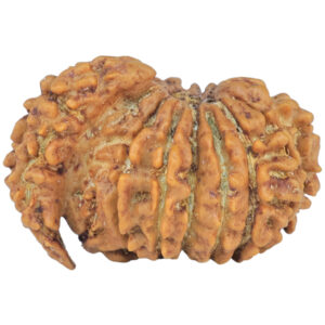 Sawar/Ganesh (14+1) 23.6mm 2.28gm - Rudraksha