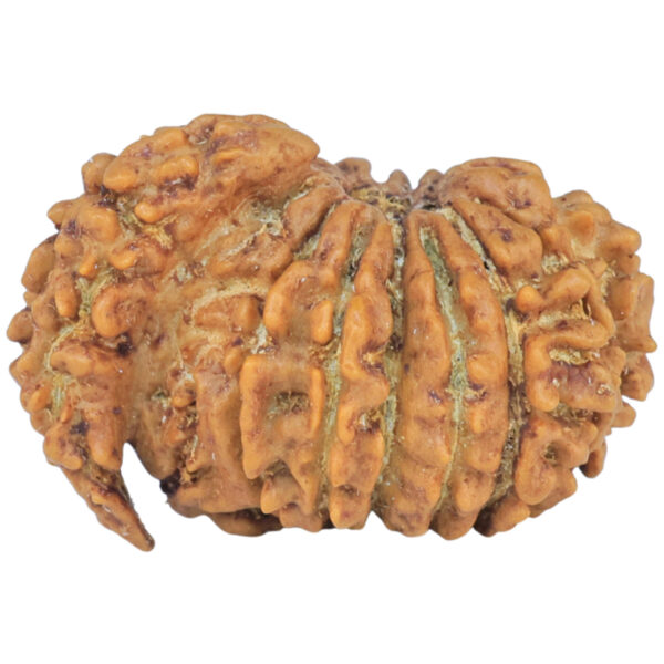 Sawar/Ganesh (14+1) 23.6mm 2.28gm - Rudraksha