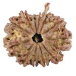 12 Mukhi Ganesh 23.8mm 2.73gm - Rudraksha