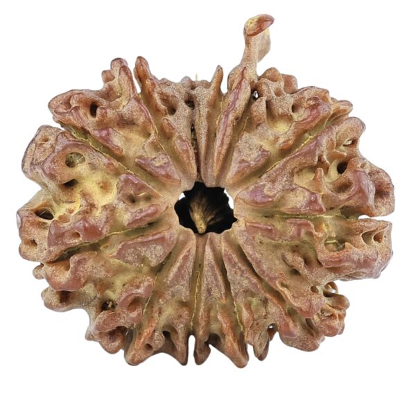 12 Mukhi Ganesh 23.8mm 2.73gm - Rudraksha