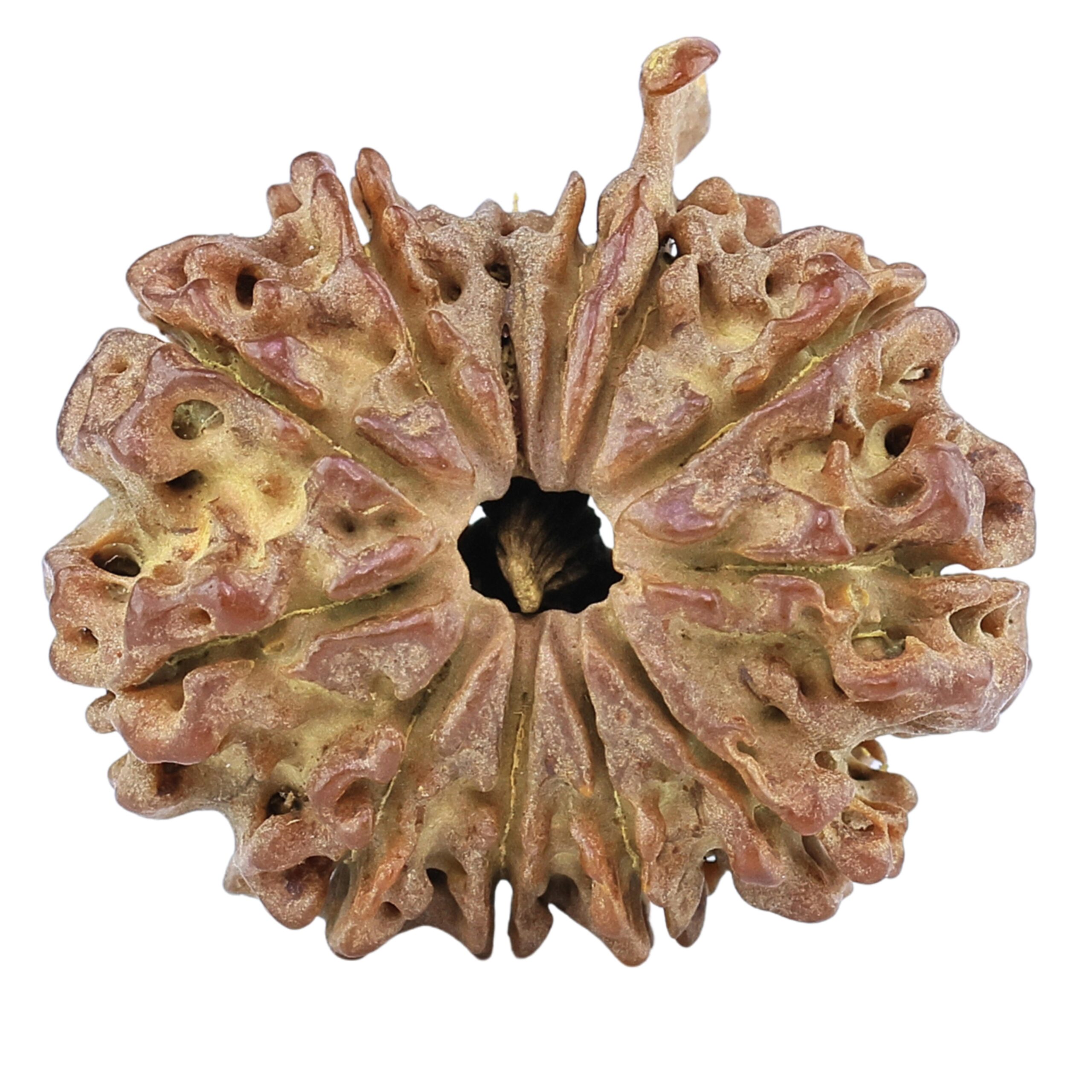 12 Mukhi Ganesh 23.8mm 2.73gm - Rudraksha