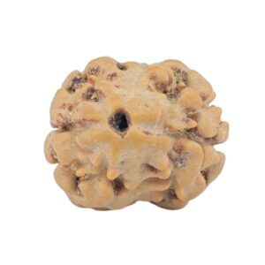 2 Mukhi Rudraksha 18.5mm 1.46gm - Rudraksha